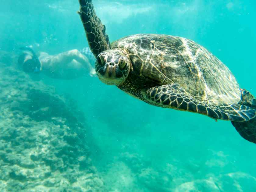 Young guy swimming with a sea turtle, Oahu Hawaii