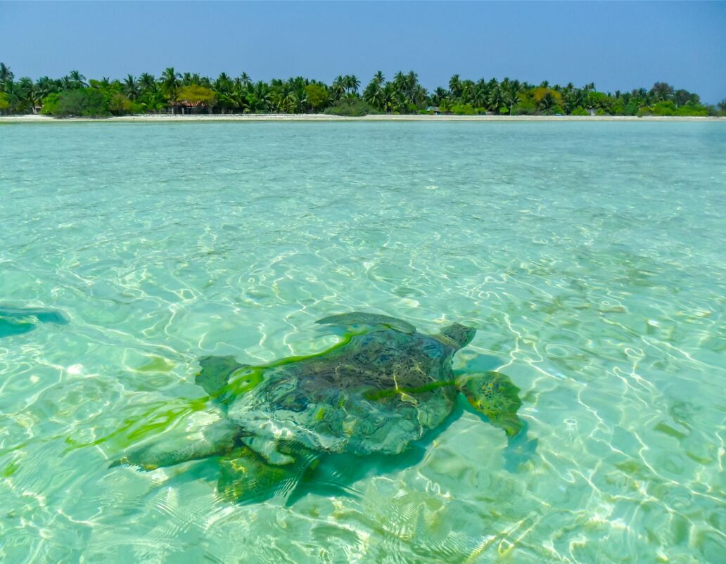 Green,Sea,Turtle,Swimming,Through,The,Crystal,Clear,Lagoon,At