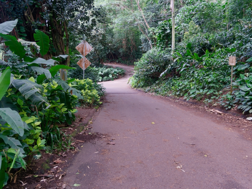 View of the road on the Manoa Falls Trail on the island of Oahu, Hawaii