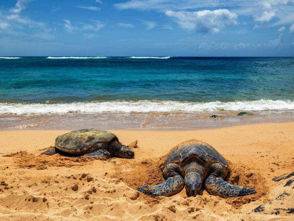Close view of sea turtles resting on Laniakea beach on a sunny day, Oahu, Hawaii