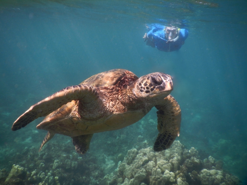 Snorkeling with sea turtles in Honolua Bay Maui, Hawaii