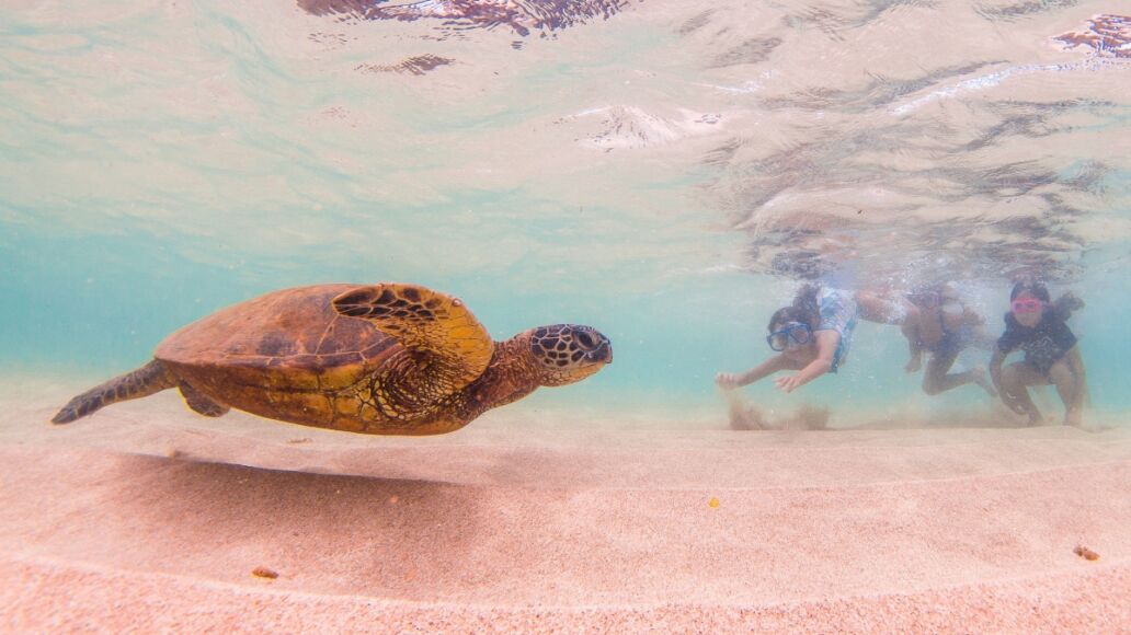 Hawaiian Green Sea Turtle cruises in the warm waters of Hawaii's Pacific Ocean