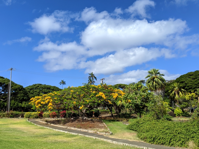 Yellow Flowers bloom in Queen Kapiolani Garden, Oahu. Opened in 1972, the garden and adjacent park once belonged to King David Kalakaua who donated the land for public use in 1877.