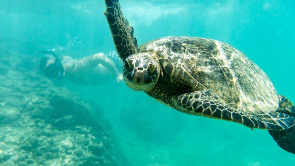 Young guy swimming with a sea turtle, Oahu Hawaii