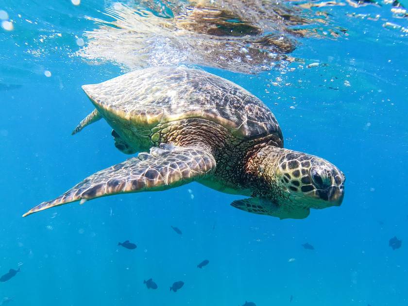 Sea Turtle swim in Oahu Hawaii Pacific Ocean area