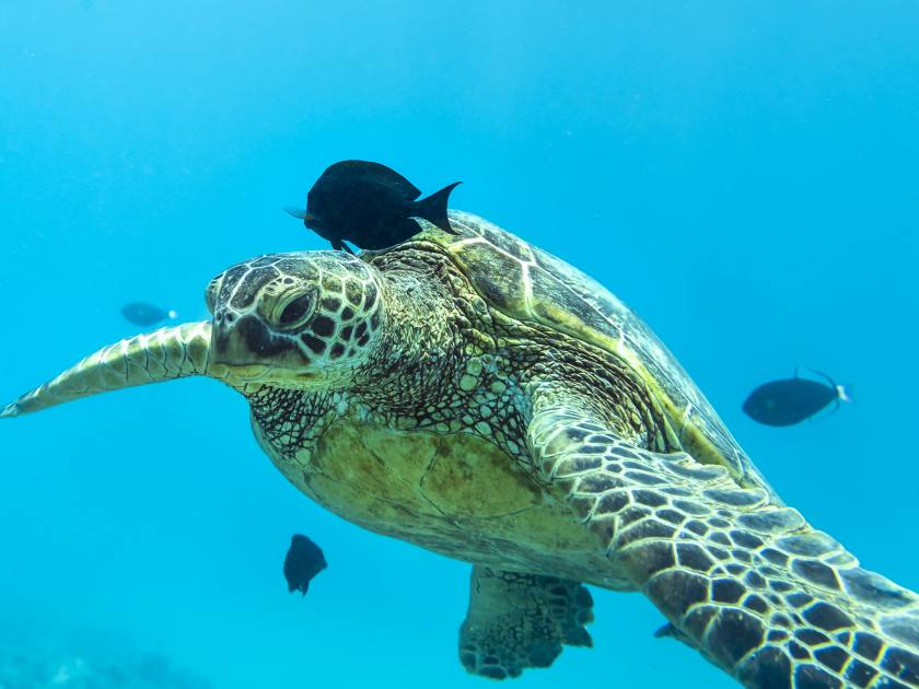 Sea Turtle, Oahu Hawaii