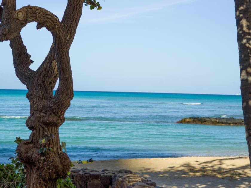 Dawn on Kuhio Beach Park in Waikiki, Hawaii. Uncrowded view of the sand and surf with a tree in the foreground.