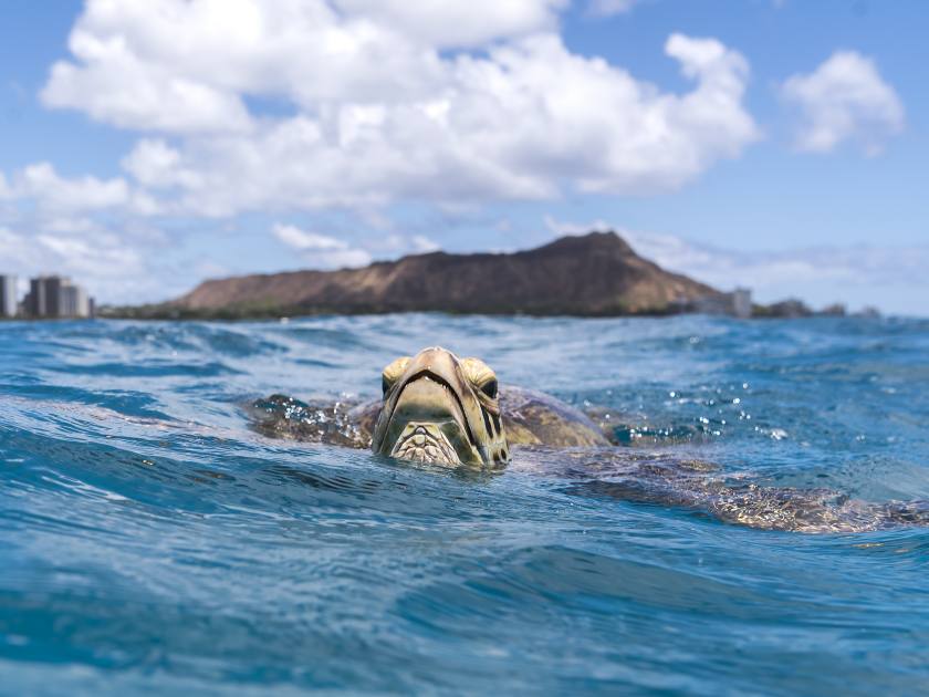 Sea Turtle, Waikiki Beach Hawaii