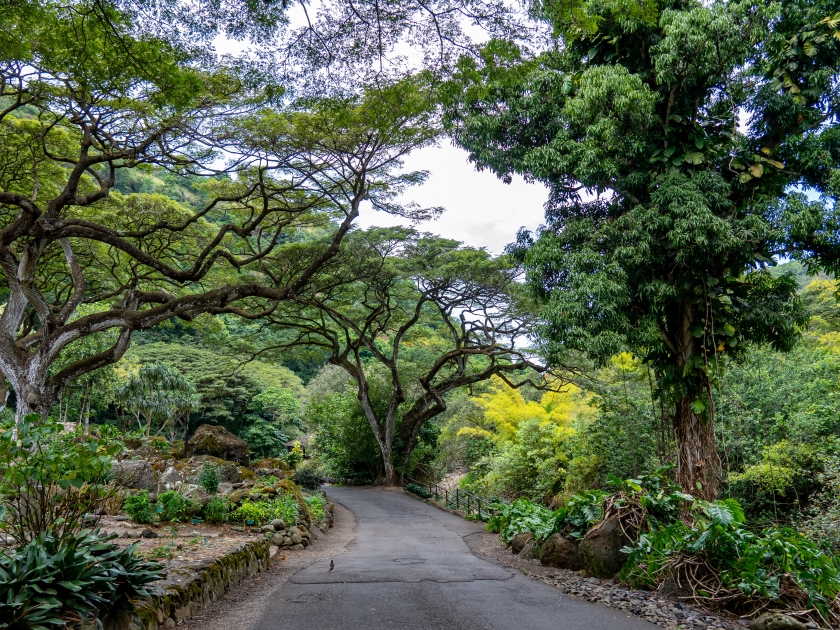 Beautiful green path in wild forest in Waimea Valley Park, Oahu, Hawaii, USA.