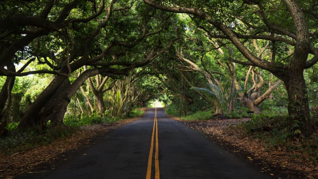 Road for Hana in the forest, hawaii, usa