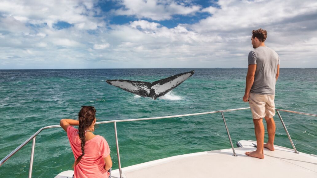 Whale watching boat tour tourists people on ship looking at humpback tail breaching ocean in tropical destination, summer travel vacation. Couple on deck of catamaran.