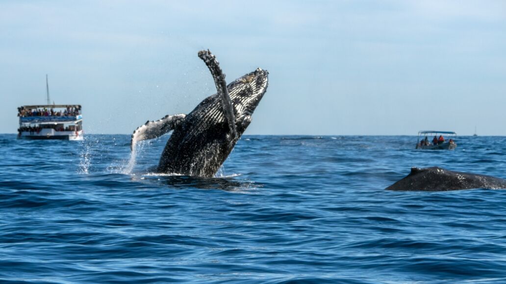 humpback whale breaching on pacific ocean background