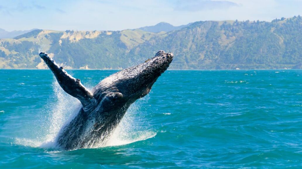 Massive humpback whale playing in water captured from Whale watching boat in Kaikoura, New Zealand. The animal is on its route to Australia