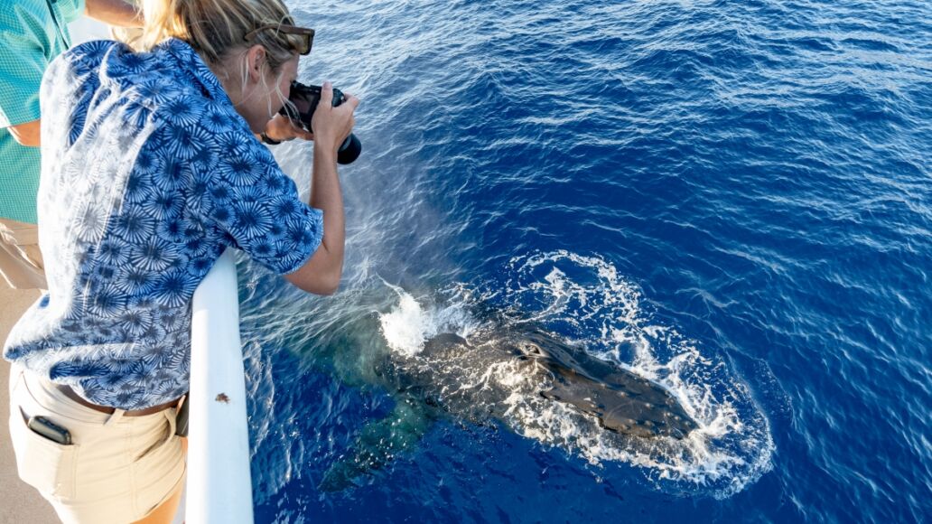 A female photographer taking pictures of a humpback whale surfacing directly underneath her on a whale watching tour in Lahaina, Maui, Hawaii