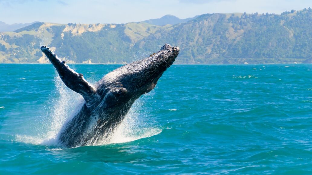 Massive humpback whale playing in water captured from Whale watching boat in Kaikoura, New Zealand. The animal is on its route to Australia