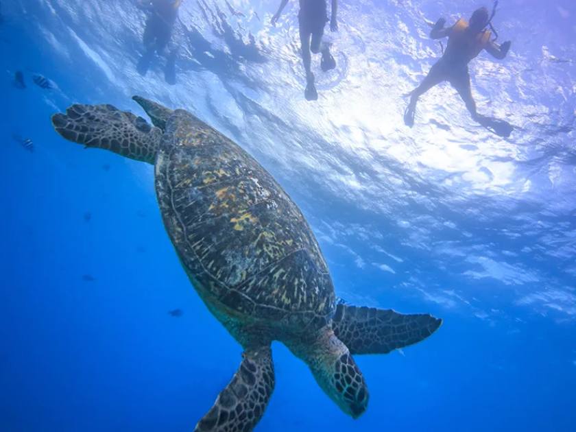 Oahu Turtle Canyon Snorkeling Cruise from Waikiki - Living Ocean Tours