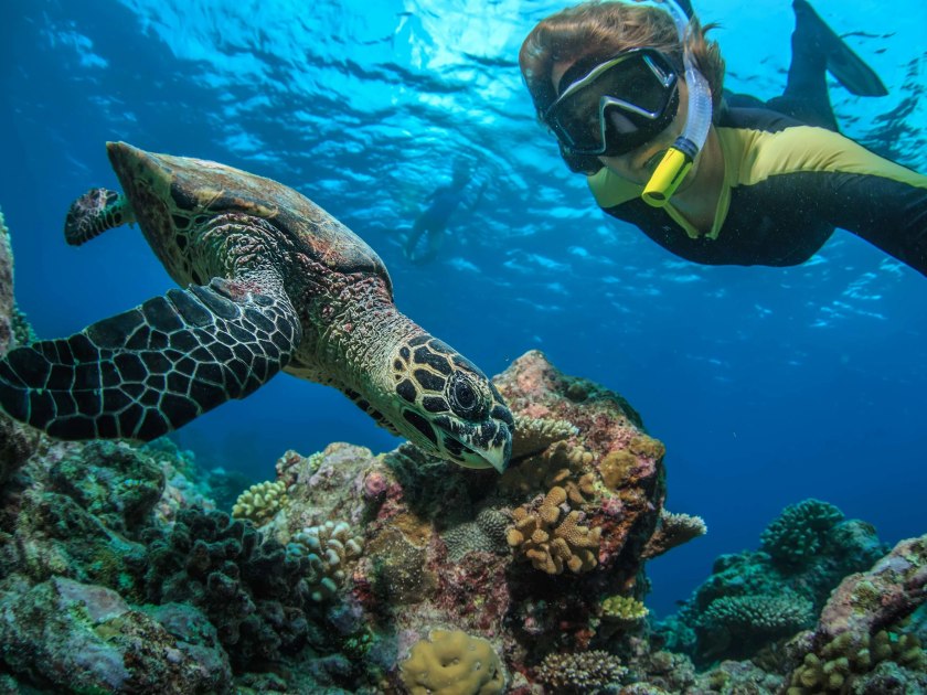A Guide to Snorkeling with Turtles in Oahu - Hawaii Travel Guide
