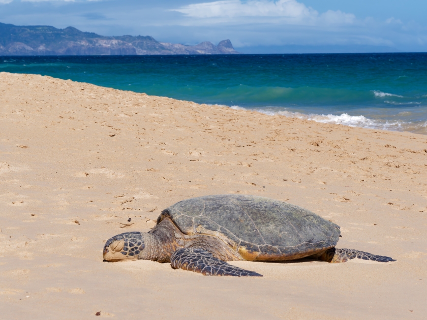 A green sea turtle (Chelonia mydas) on a beach in Ho'okipa Beach Park, island of Maui, Hawaii, USA.