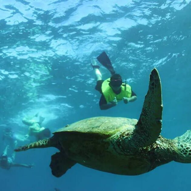 Swim with Turtles - Premium Waikiki Snorkeling Tour