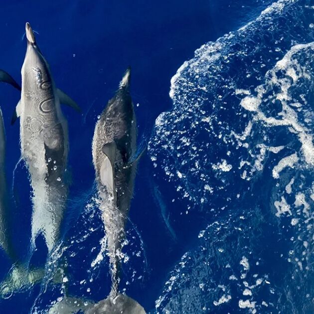 Lanai Snorkeling & Dolphin Encounter - Quicksilver Catamaran