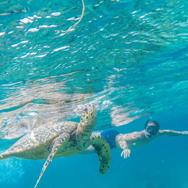 Waikiki Swim with Turtles Tour - Moana Catamaran