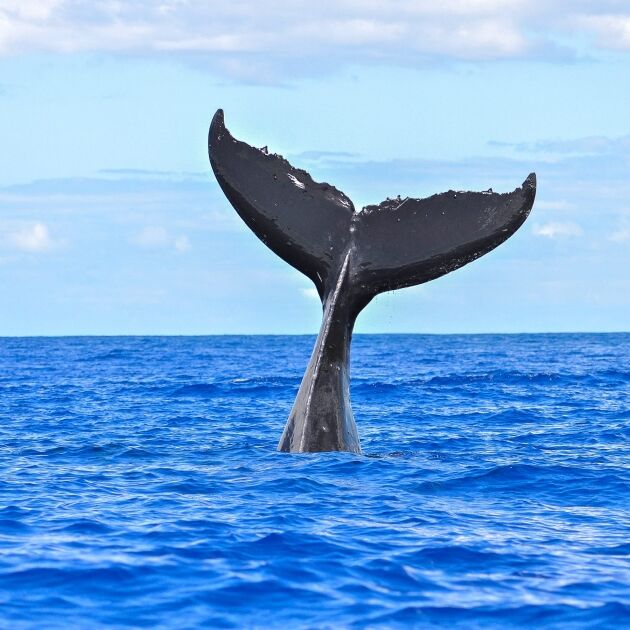 Honi Olani Whale Watch