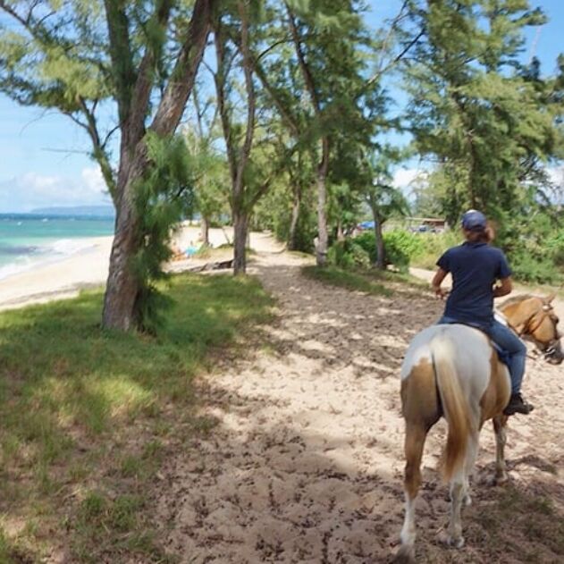 Oahu North Shore Beach Horseback Riding Experience