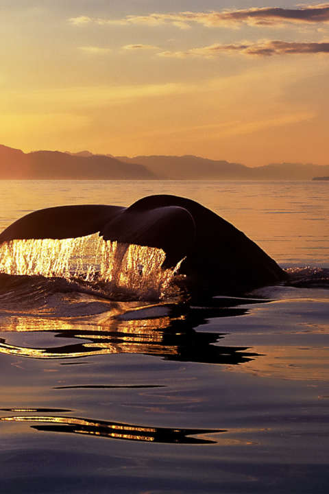 Humpback Whale Watching In Hawaii Hawaii Travel Guide