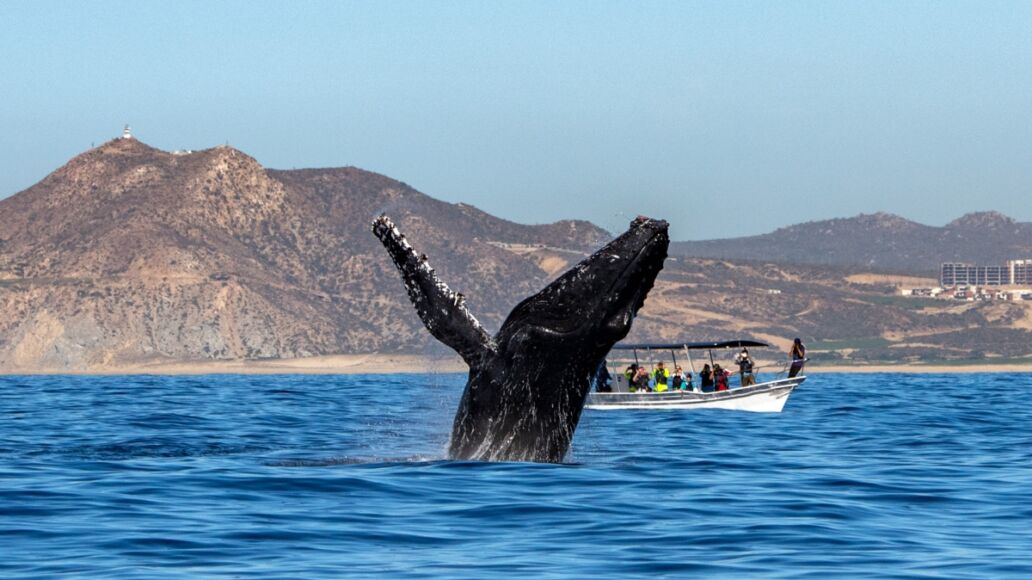 humpback whale breaching on pacific ocean background