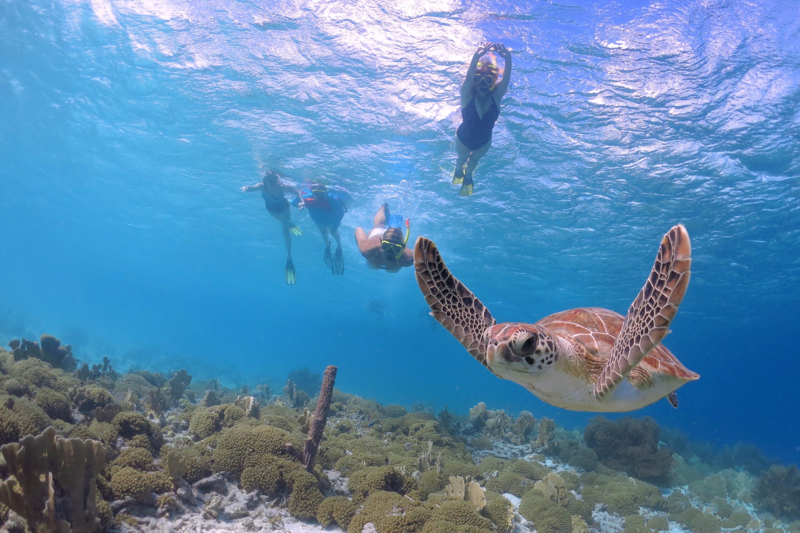 A Guide To Snorkeling With Turtles In Oahu Hawaii Travel Guide