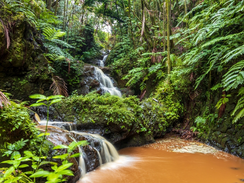 Creek cascade in the tropical rainforest on Big Island, Hawaii