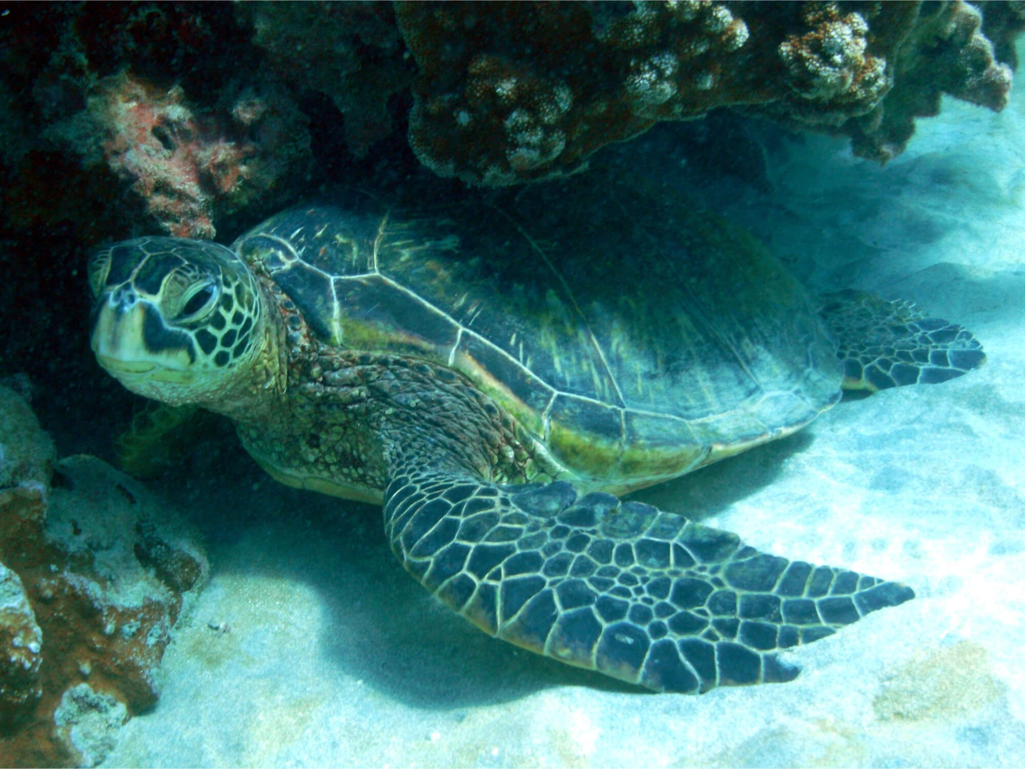 Hanauma Bay - Hawaii Travel Guide