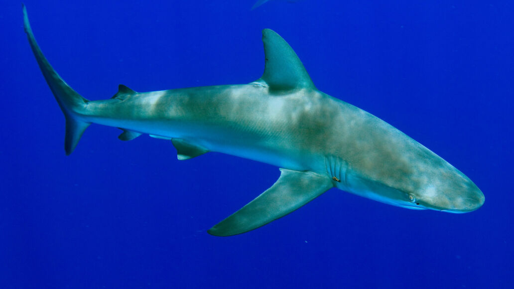 Galapagos Shark