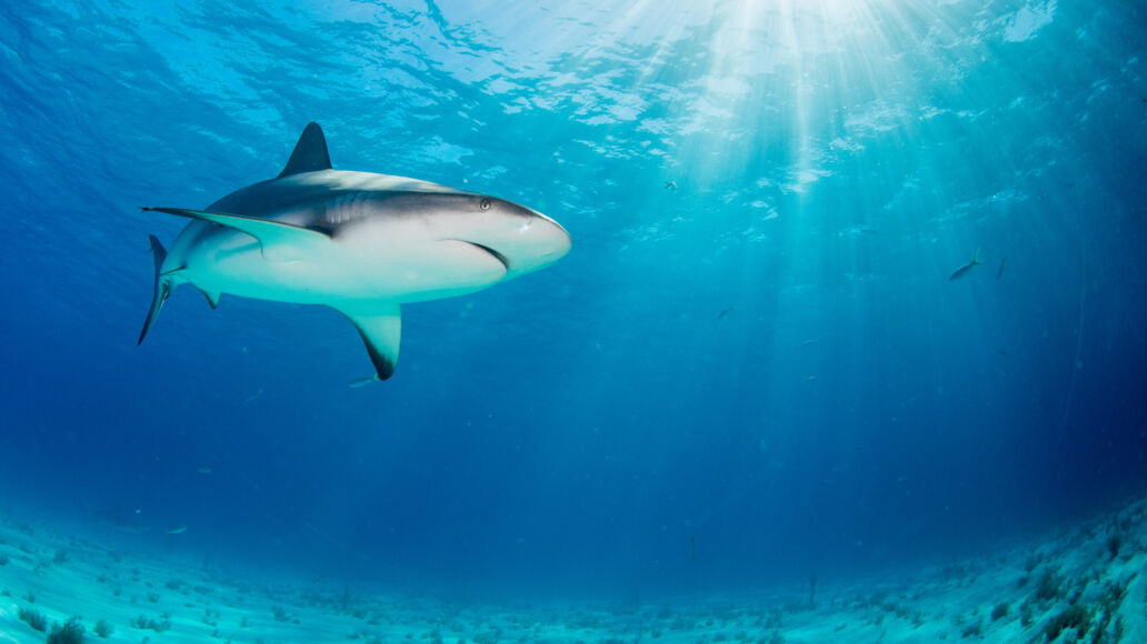 Shark in an open sea