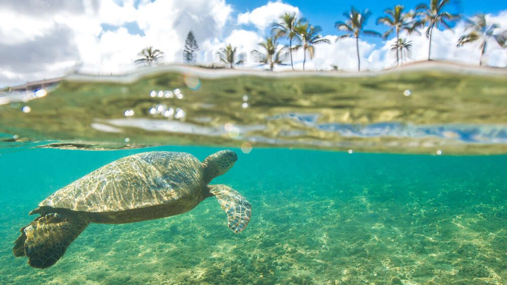 See Hawaiian green sea turtles on a snorkel cruise