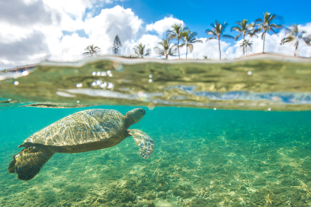 5 Reasons Why You Should Snorkel in Oahu - Hawaii Travel Guide