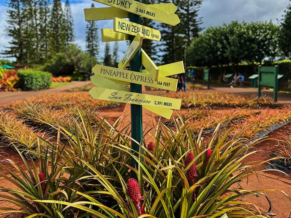 Dole Plantation Hawaii Travel Guide