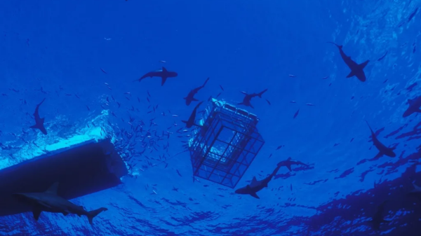 shark cage diving