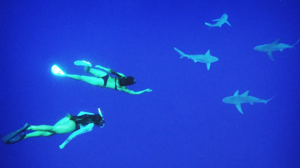 Swimming with sharks