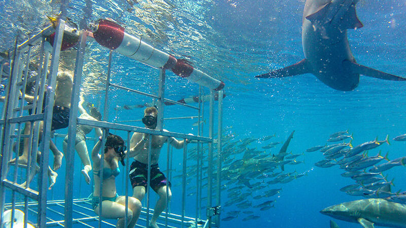 Shark cage diving