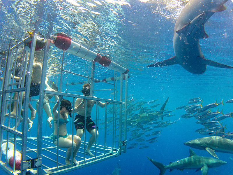 Shark cage diving