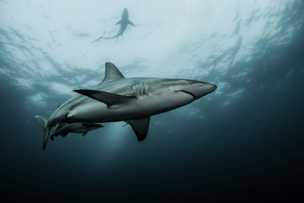 10 Most Common Types Of Sharks In Hawaii - Hawaii Travel Guide